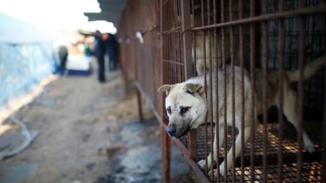 Kelompok aktivis tersebut berasal dari AS  (Foto: Kim Hong-Ji/REUTERS)