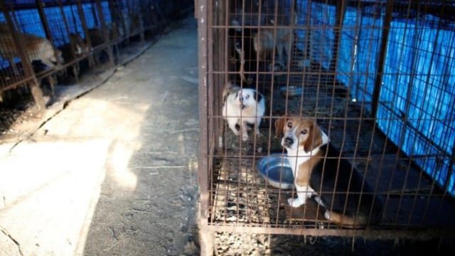 Aktivis selamatkan ratusan anjing dari rumah jagal (Foto: Kim Hong-Ji/REUTERS)