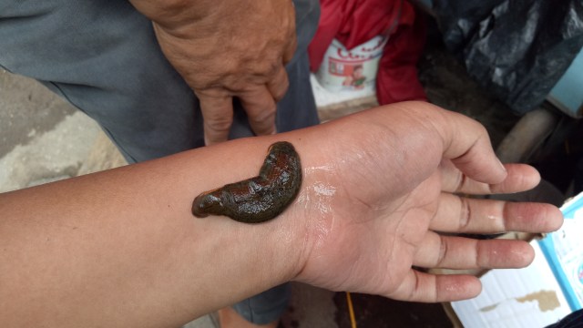 Lintah diletakan di tangan pelanggan. (Foto: Ochi Amanaturrosyidah/kumparan)