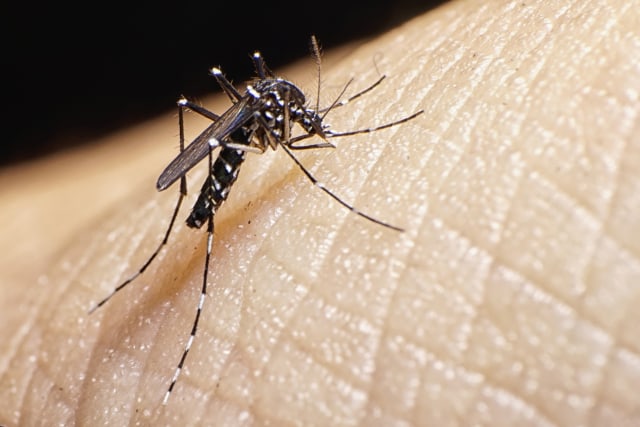 Nyamuk Aedes Aegypti Foto: Getty Images