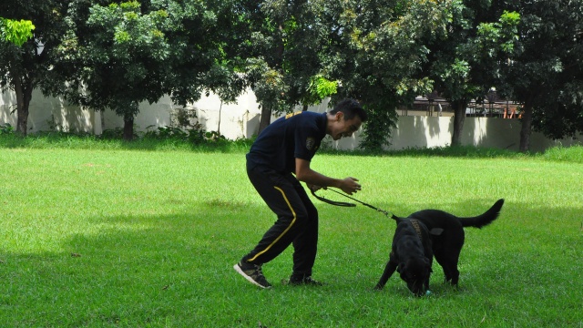 Anjing pelacak sedang dilatih. (Foto: Kevin Kurnianto/kumparan)