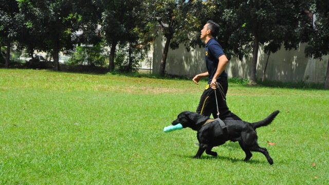 Latihan anjing pelacak  Unit K-9. (Foto: Kevin Kurnianto/kumparan)