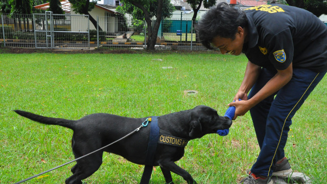 Anjing pelacak sangat dekat dengan pelatihnya. (Foto: Kevin Kurnianto/kumparan)