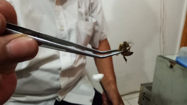 Lebah yang digunakan untuk terapi (Foto: Aria Pradana/kumparan)