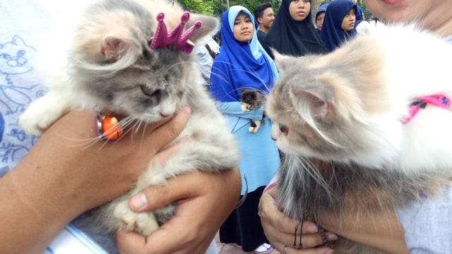 Kucing dipakaikan mahkota (Foto: Ammanaturrosyidah/kumparan)