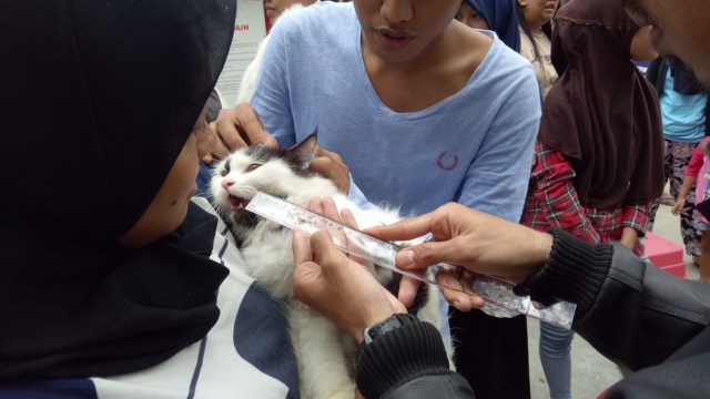 Mengukur panjang kumis kucing (Foto: Ammanaturrosyidah/kumparan)