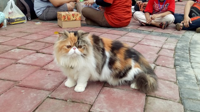 Kucing berbulu 4 warna (Foto: Ammanaturrosyidah/kumparan)