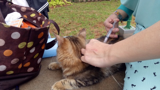 Perawatan kucing (Foto: Ammanaturrosyidah/kumparan)