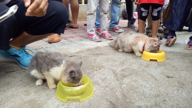 Lomba makan untuk kucing (Foto: Ammanaturrosyidah/kumparan)