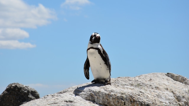 Penguin (Foto: Patrizia 08/Pixabay)