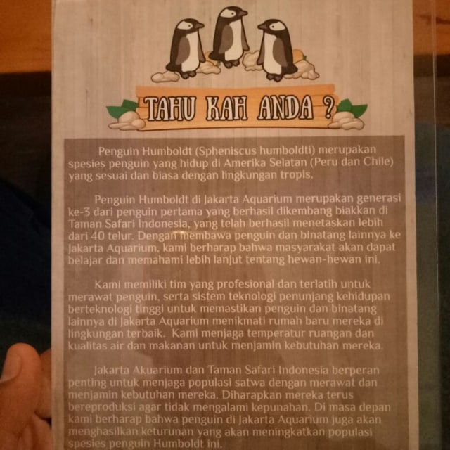 Penjelasan tentang penguin humboldt di restoran (Foto: Aria Pradana/kumparan)