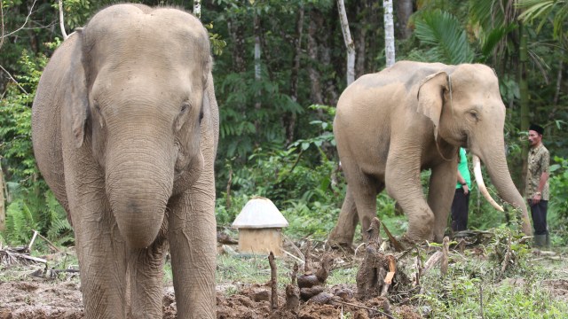 Gajah Sumatera (Foto: Syifa Yulinnas/antara foto)