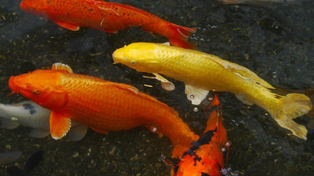 Ikan Mas Koki (Foto: Auntmasako/pixabay)