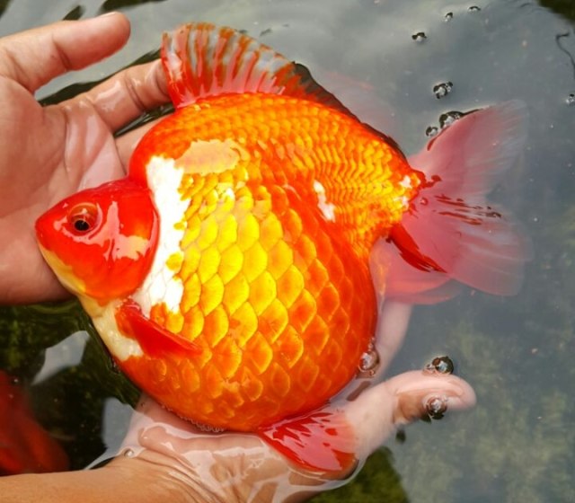 Ikan mas koki untuk dipelihara dan dibudidayakan. (Foto: Wiji Nurhayat/kumparan)