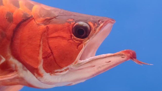 Detil kepala Ikan Arwana Merah. (Foto: Thinkstock/Praisaeng)