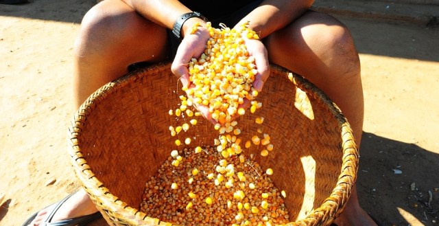 Biji jagung yang sudah dikupas. (Foto: pixabay.com)