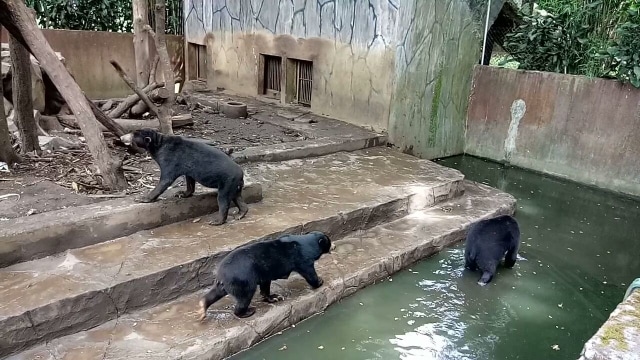 Beruang madu di kebun binatang Bandung (Foto: kumparan/istimewa)