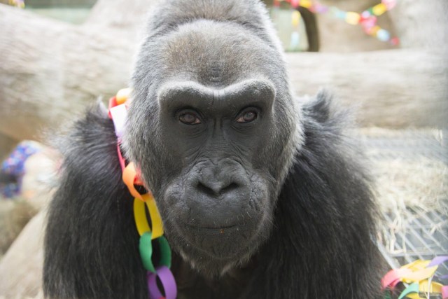 Colo, Gorila tertua di dunia (Foto: Facebook Columbus Zoo and Aquarium)