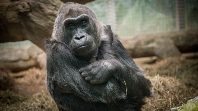 Colo mati di Kebun Binatang Columbus (Foto: Facebook Columbus Zoo and Aquarium)