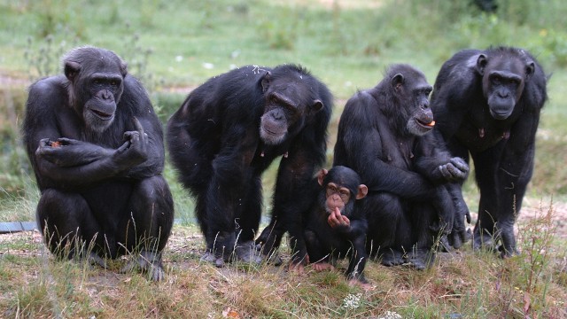 Keluarga simpanse. (Foto: Thinkstock)