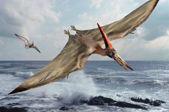 2000 Gambar Dinosaurus Pteranodon Paling Keren 2000 Gambar Dinosaurus Pteranodon Paling Keren