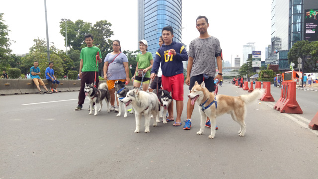 Siberian Husky dan para pemiliknya saat CFD  (Foto: Aria Pradana/kumparan)