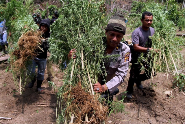 Aparat menyita pohon ganja (Foto: Rahmad/Antara)