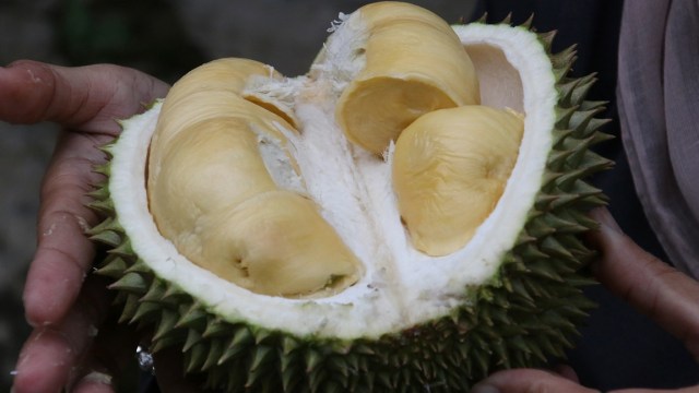 Ilustrasi Durian (Foto: christopher1710/Pixabay)