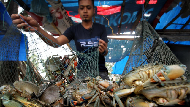 Ilustrasi pedagang kepiting (Foto: Rahmad/Antara)