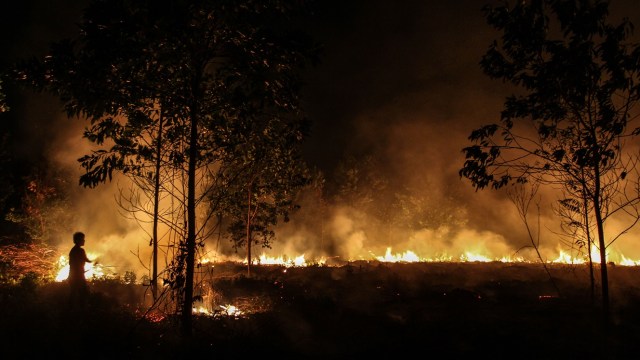 Ilustrasi kebakaran lahan di Riau (Foto: Rony Muharrman/Antara)