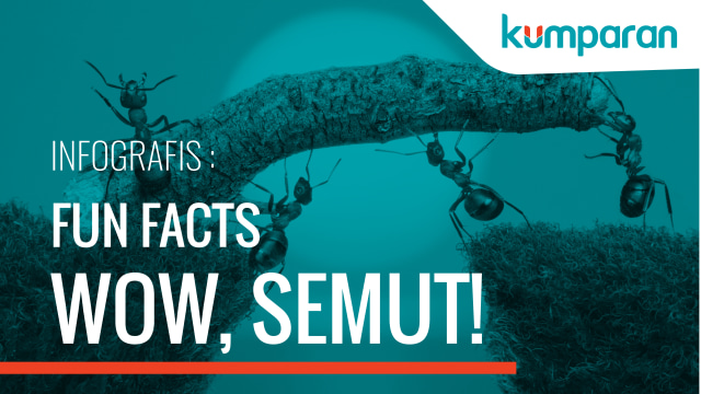 Infografis Fun Facts Semut  (Foto: Ridho Robby/kumparan)