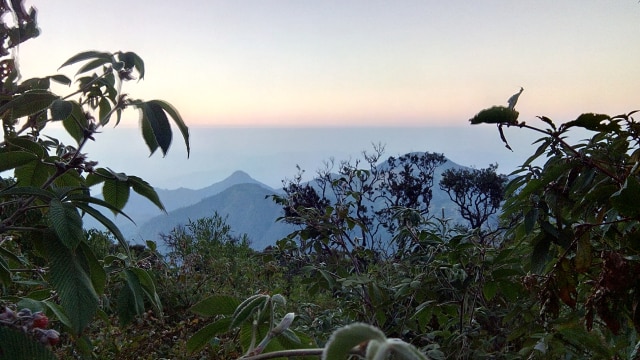 Vegetasi di Gunung Lawu (Foto: Naufal Abdurrasyis/kumparan)