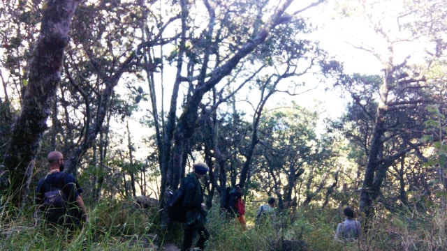 Kawasan hutan Gunung Lawu (Foto: Naufal Abdurrasyid/kumparan)