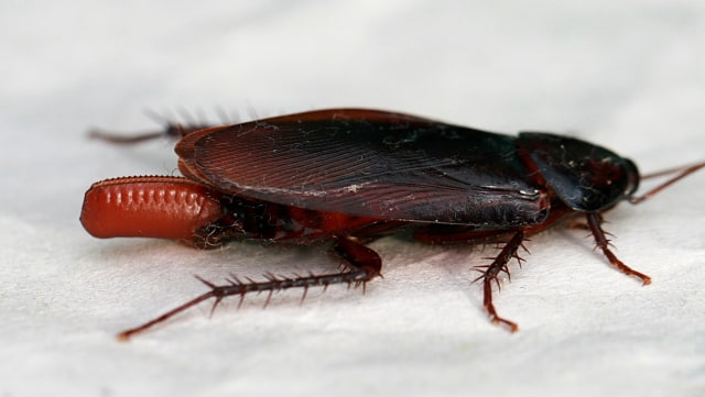 Kecoak, salah satu jenis serangga. (Foto: Wikimedia Commons)