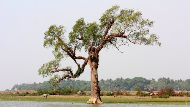 Pohon. (Foto: Flickr)