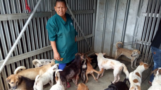 Anjing-anjing mengelilingi petugas Pejaten Shelter (Foto: Anggi Dwiky/kumparan)