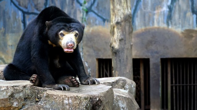 Beruang madu dewasa di Kebun Binatang Bandung Foto: Agus Bebeng/Antara