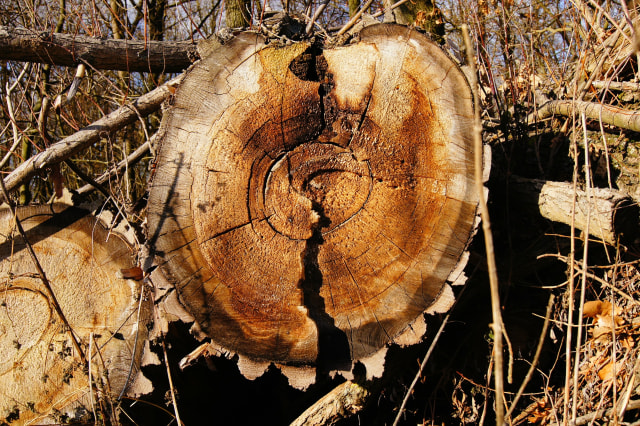 Ilustrasi bongkah kayu. Foto: derRenner/Pixabay