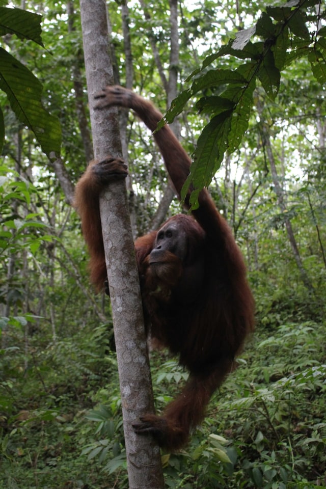 Pelepasan liaran orangutan, Sumatera Utara. (Foto: Antara/Septianda Perdana)