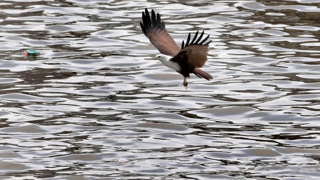 Burung elang bondol (Foto: Wahdi Septiawan/Antara)