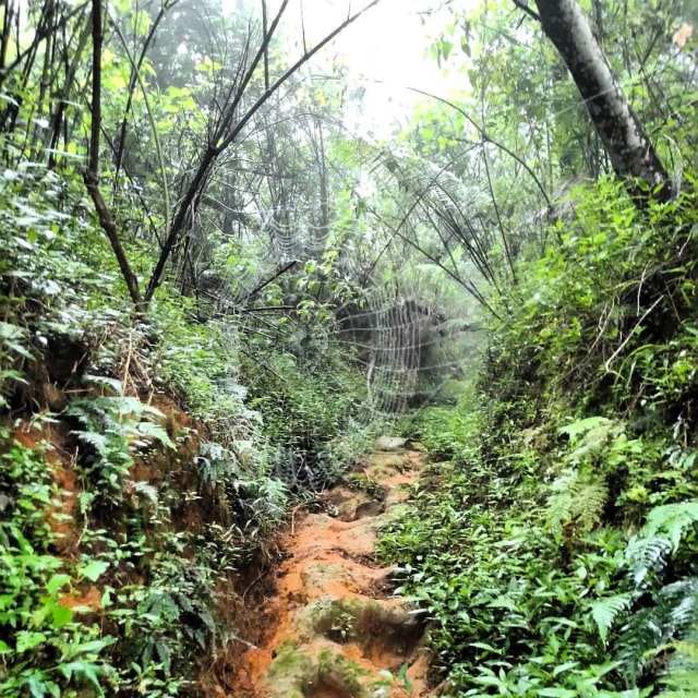 Trek pendakian Gunung Sindoro. (Foto: Muhammad Naufal/kumparan)