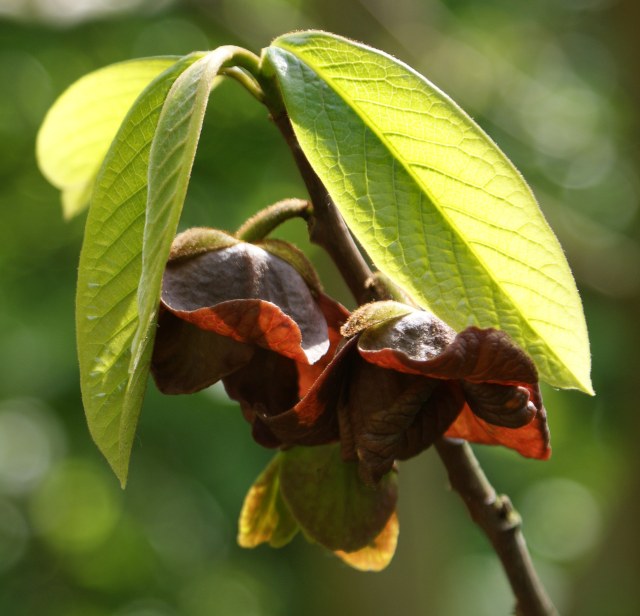 Pohon pawpaw. (Foto: Wikimedia Commons)