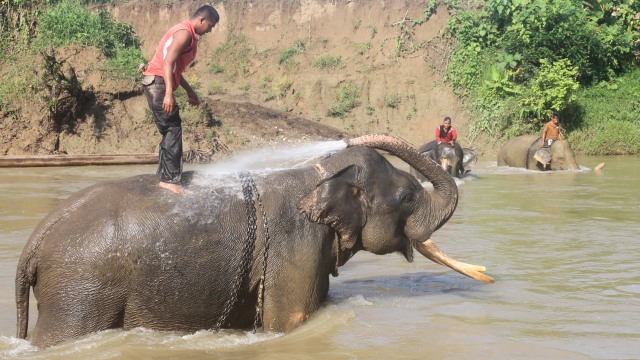 Pawang gaja sedang memandikan gajahnya. (Foto: Syifa Yulinnas/Antara)