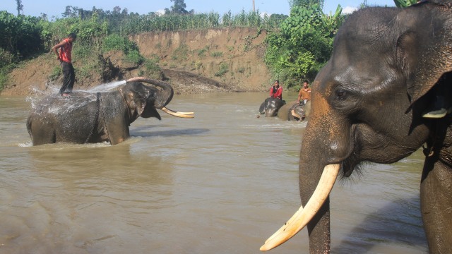 Beberapa orang pawang sedang memandikan gajah. (Foto: Syifa Yulinnas/Antara)