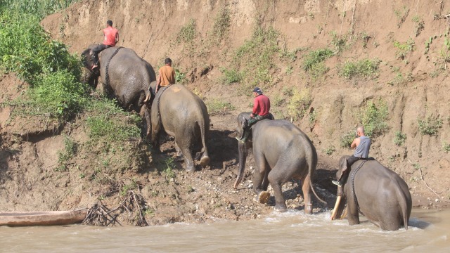 Pawang gajah di Aceh melakukan patroli gajah liar. (Foto: Syifa Yulinnas/Antara)