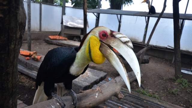 Burung rangkong sulawesi (Foto: Dewi Fajriani/Antara)