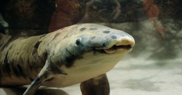 Ikan Lungfish "Si Kakek" (Foto: Facebook/Shedd Aquarium)