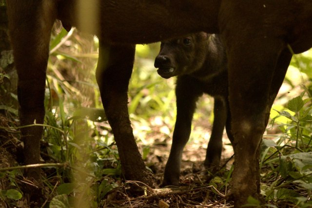 Anoa dan anaknya di pusat pengembangbiakan (Foto: Adwit B Pramono/ANTARA FOTO)