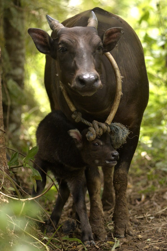 Anak anoa ini baru berusia beberapa hari (Foto: ANTARA FOTO/Adwit B Pramono)