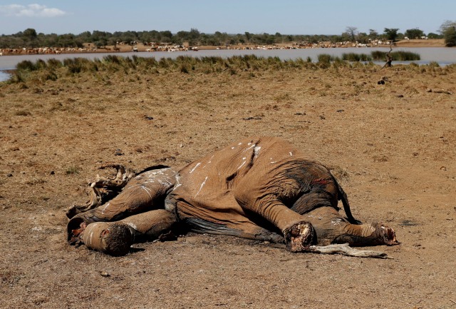 Bangkai gajah. (Foto: Goran Tomasevic/Reuters)